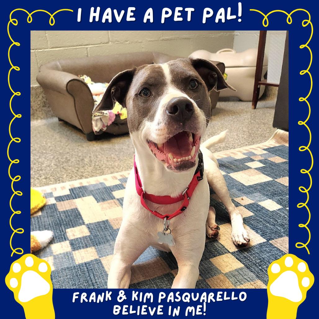 June Bug Pup: Marble, Adoptable, Adult Female Mixed Breed.