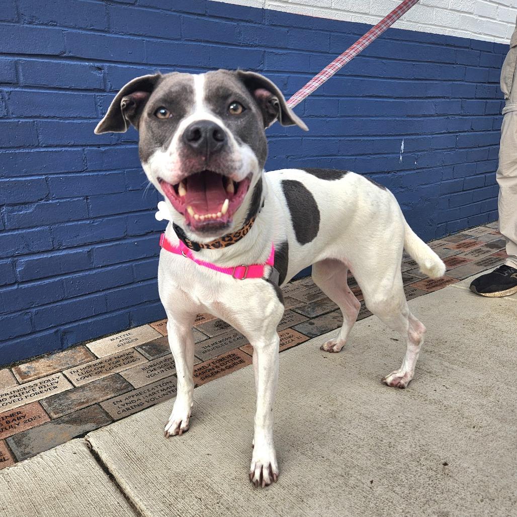 Enlarge June Bug Pup: Marble, a Adoptable Mixed Breed in Falls Church, VA image 1/6