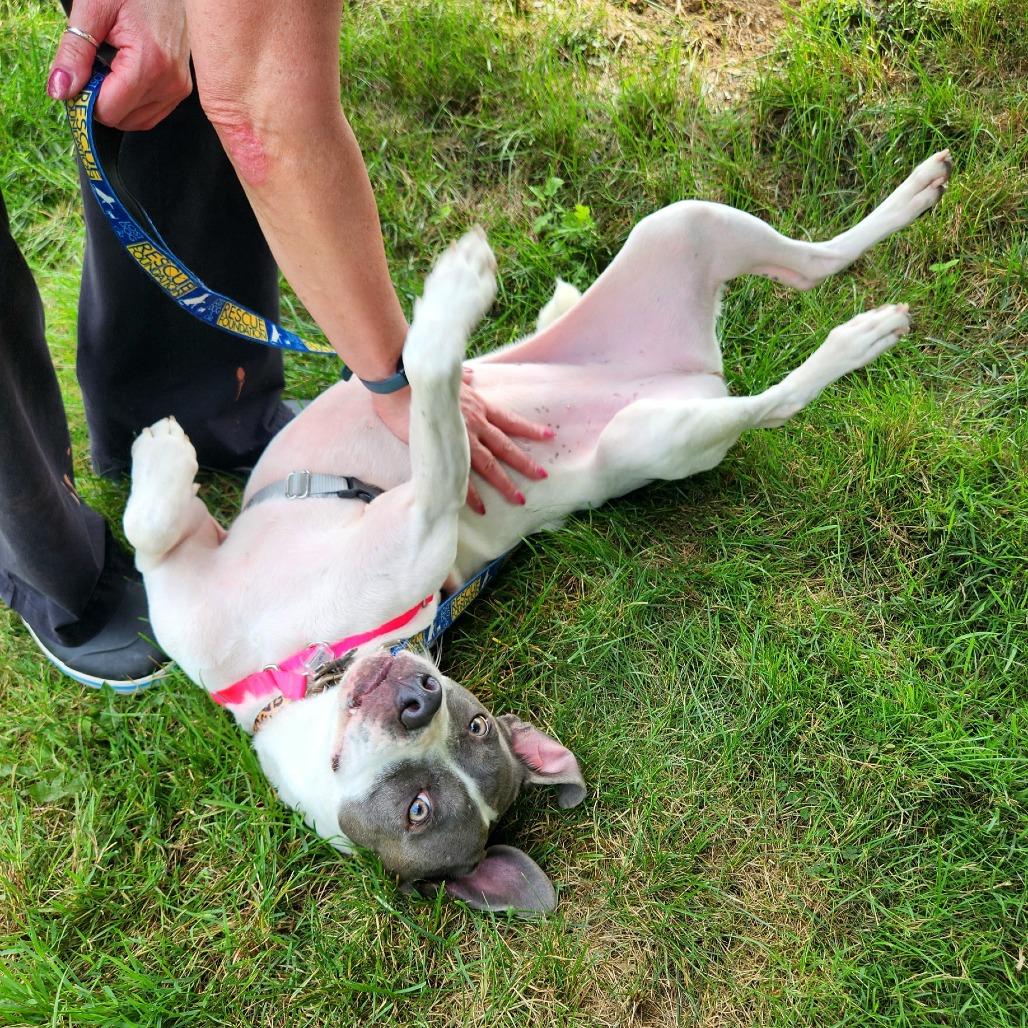Enlarge June Bug Pup: Marble, a Adoptable Mixed Breed in Falls Church, VA image 2/6