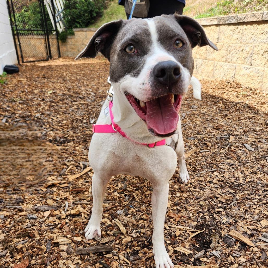 Enlarge June Bug Pup: Marble, a Adoptable Mixed Breed in Falls Church, VA image 3/6