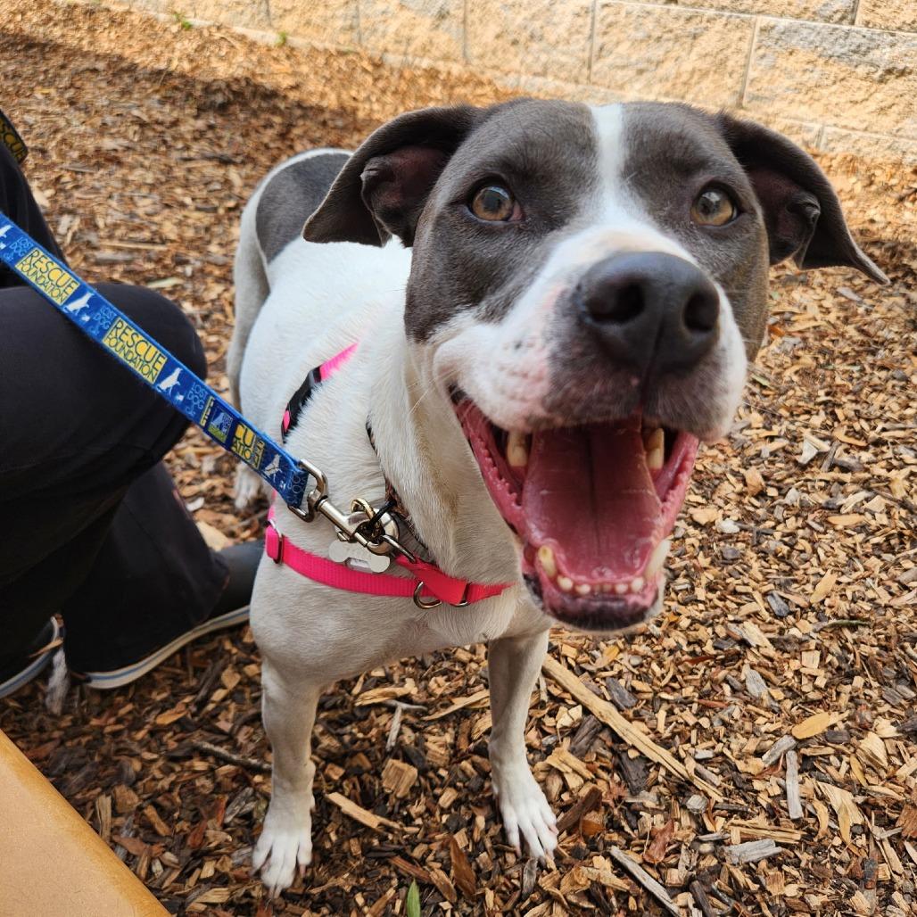 Enlarge June Bug Pup: Marble, a Adoptable Mixed Breed in Falls Church, VA image 4/6