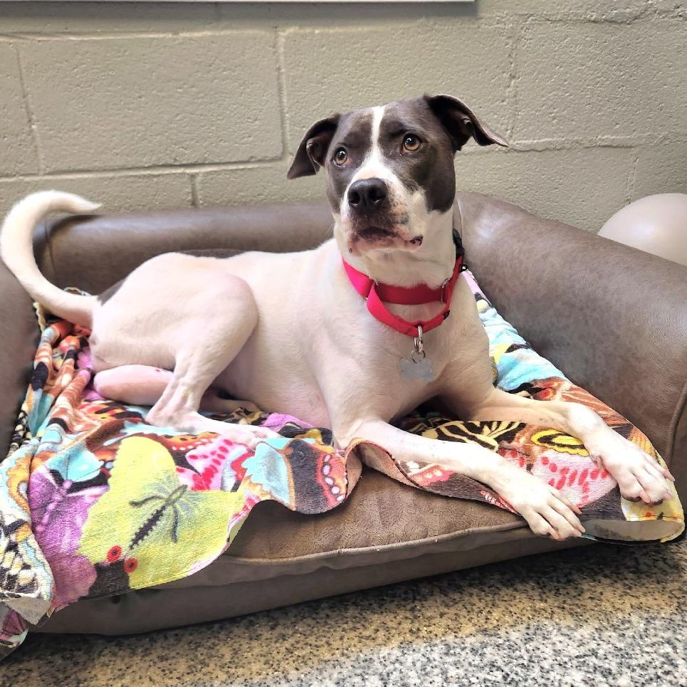 Enlarge June Bug Pup: Marble, a Adoptable Mixed Breed in Falls Church, VA image 5/6