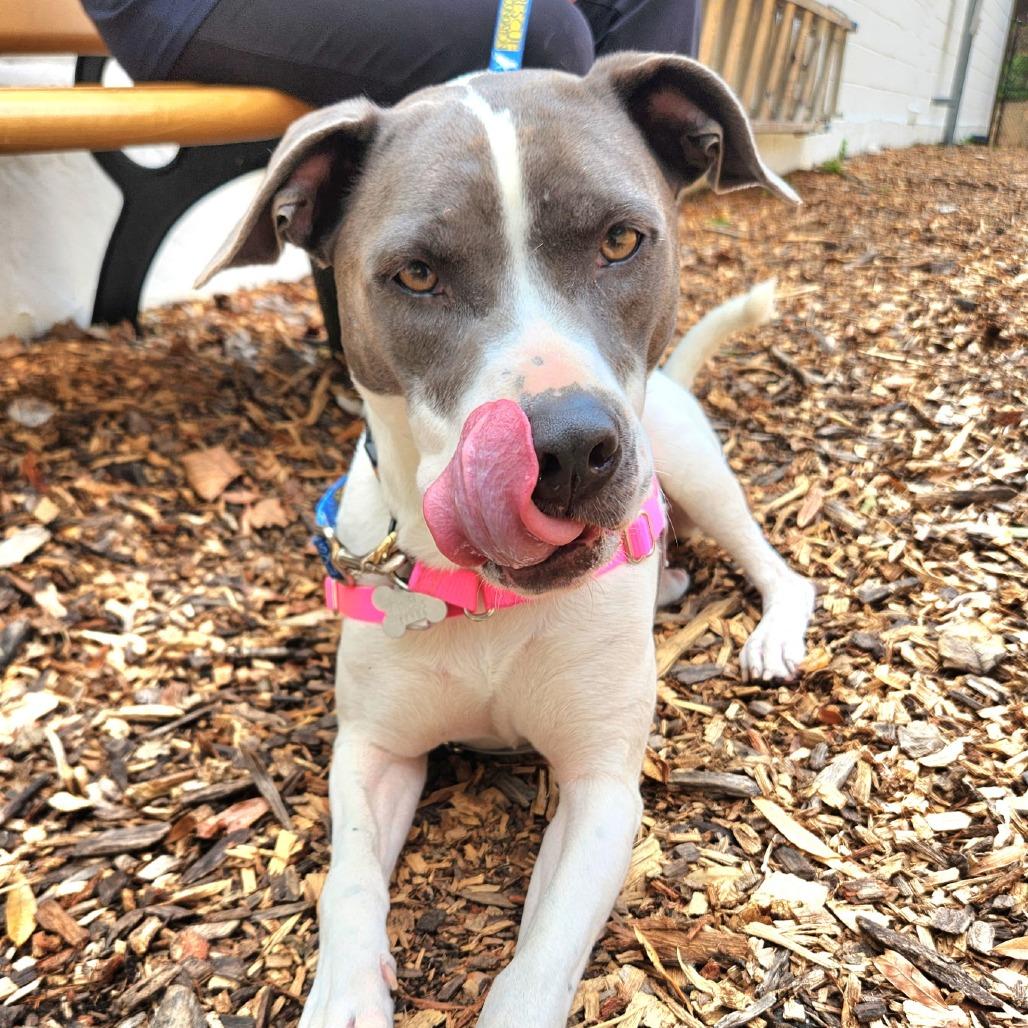 Enlarge June Bug Pup: Marble, a Adoptable Mixed Breed in Falls Church, VA image 6/6
