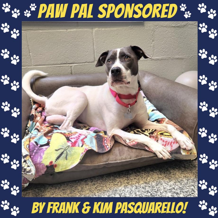 Enlarge June Bug Pup: Marble, a Adoptable Mixed Breed in Falls Church, VA image 6/6