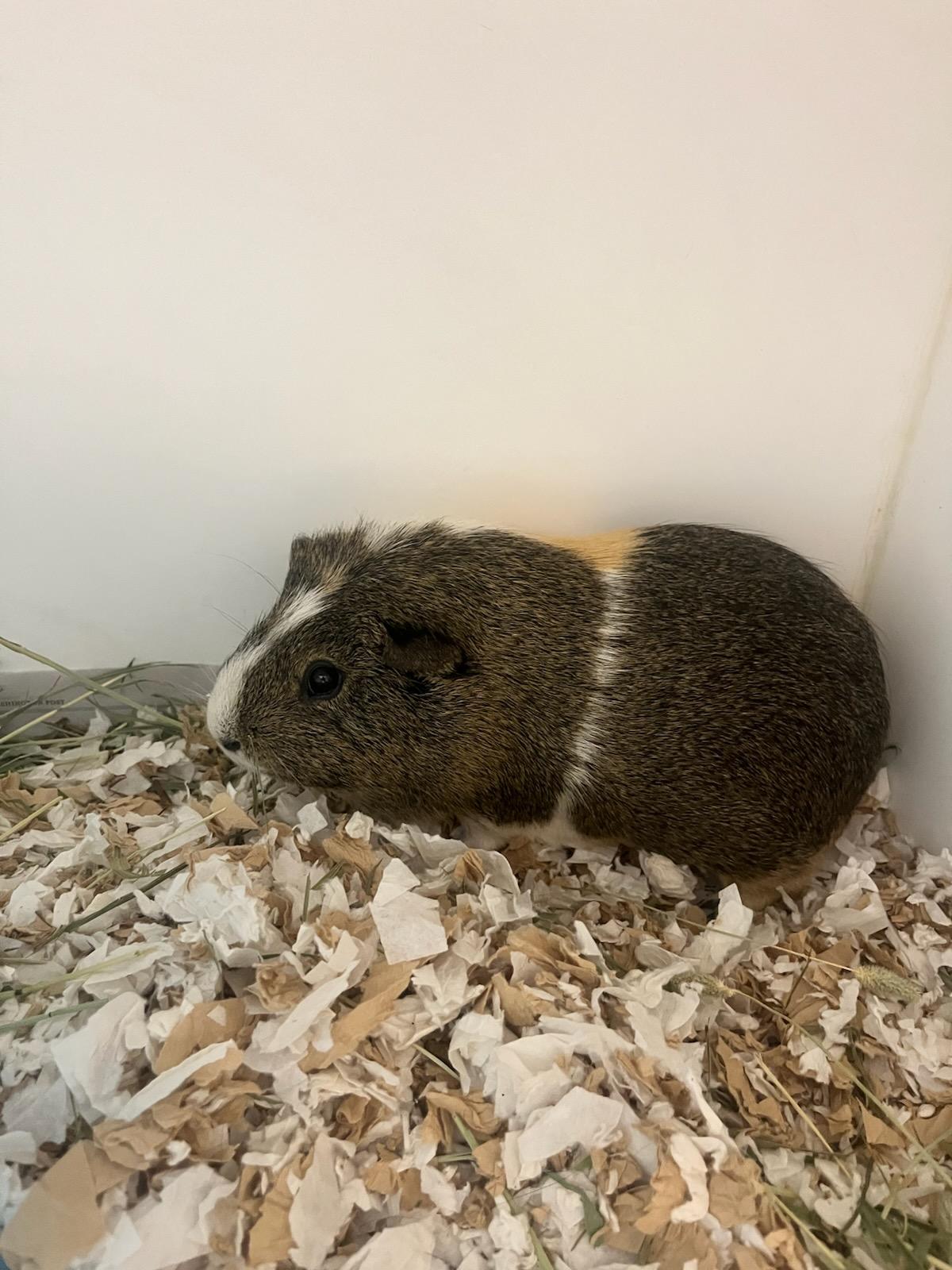Montgomery (ID 52132), Adoptable, Young Male Guinea Pig.
