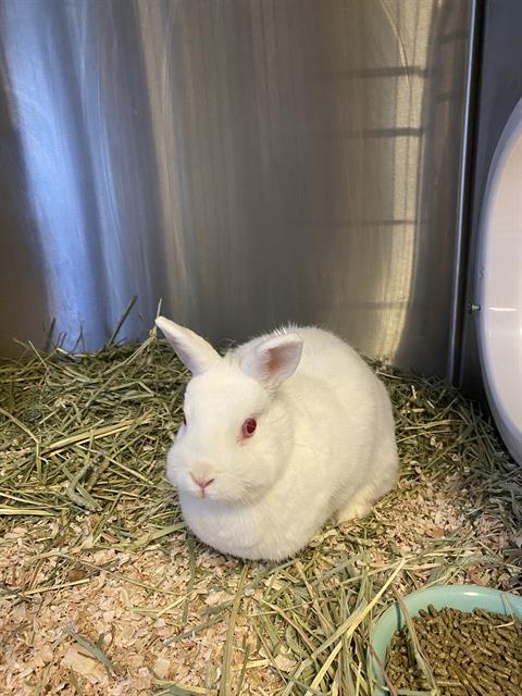 Enlarge LUCY, a Adoptable Netherland Dwarf in Toronto, ON image 1/1
