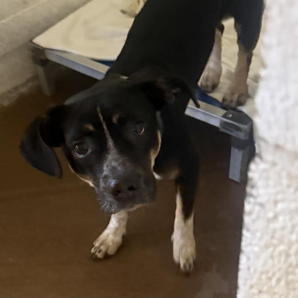 Enlarge Wiggles, a Adoptable mixed breed in Stephenville, TX image 1/2