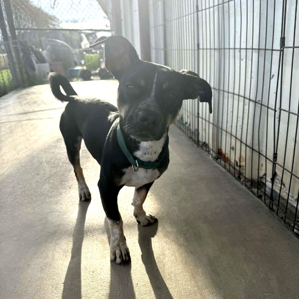 Enlarge Wiggles, a Adoptable mixed breed in Stephenville, TX image 2/2