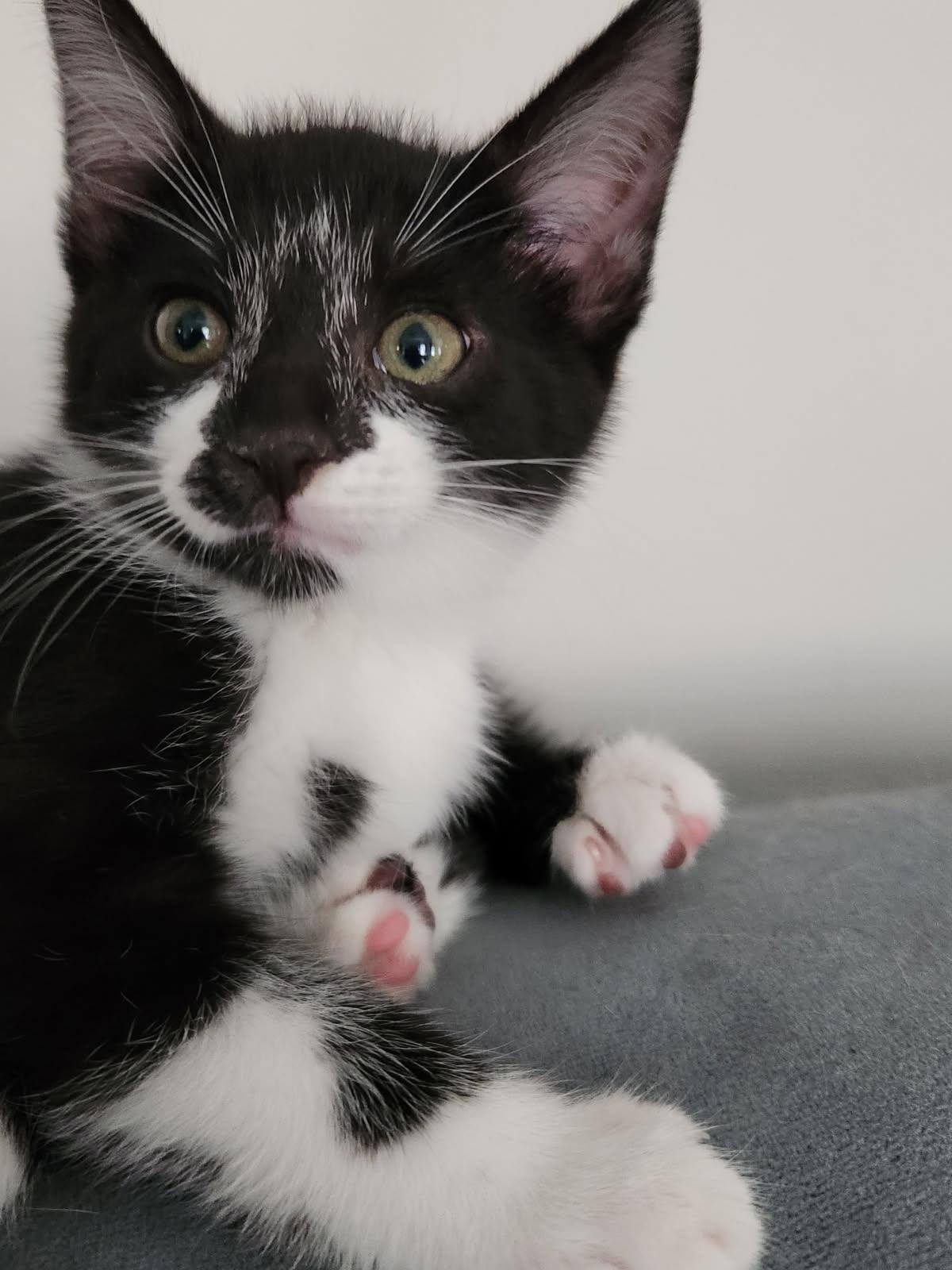 Storm 10weeks, adopted, Kitten Male Tuxedo.