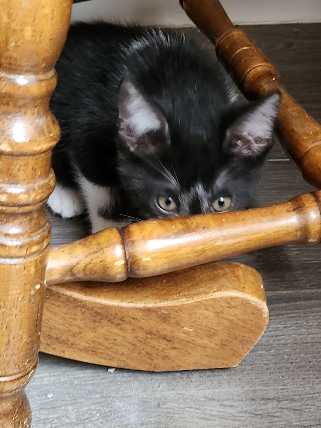 Storm 10weeks, an adopted Tuxedo in London, ON image 4/4