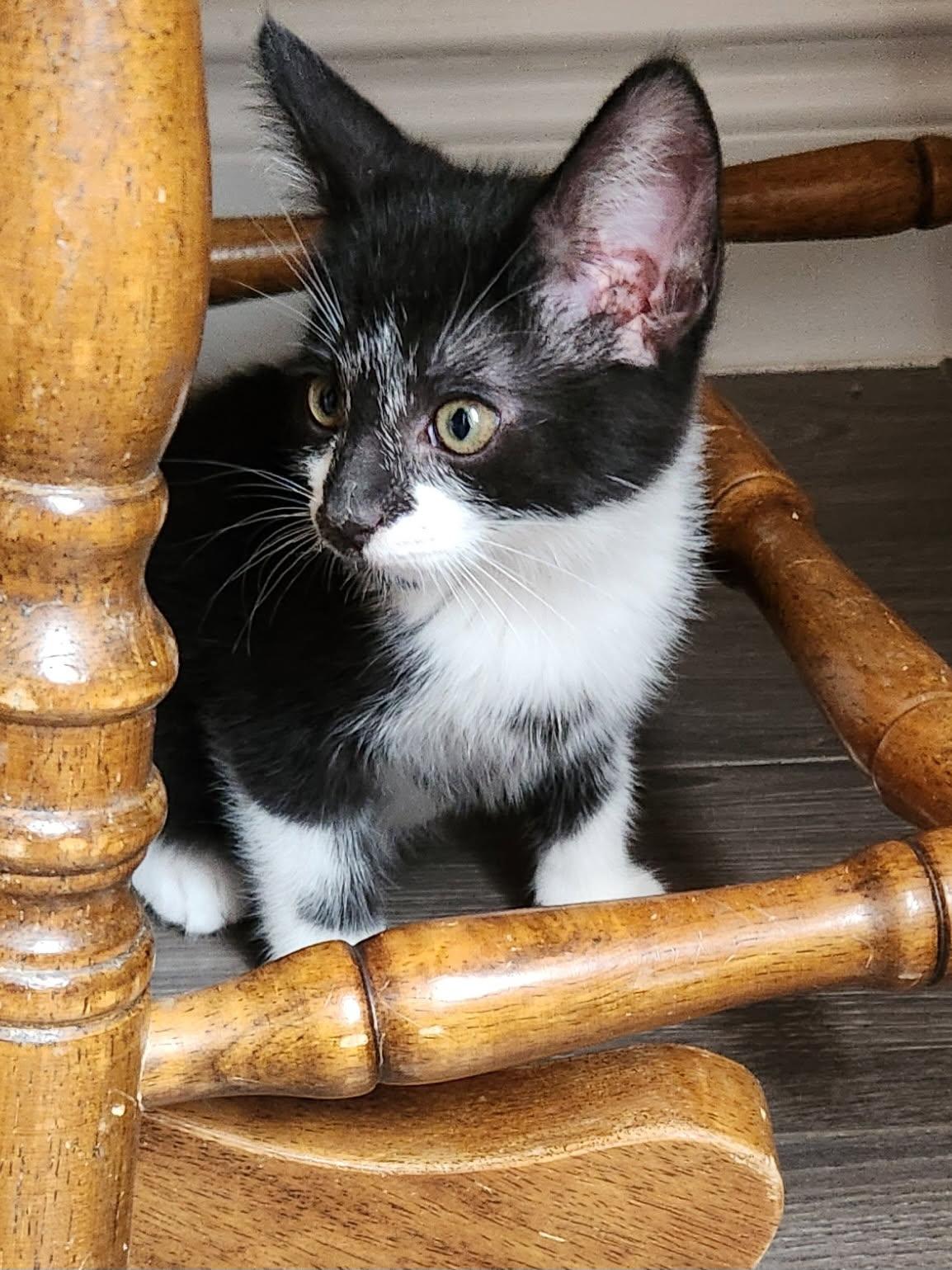 Storm 10weeks, an adopted Tuxedo in London, ON image 3/4