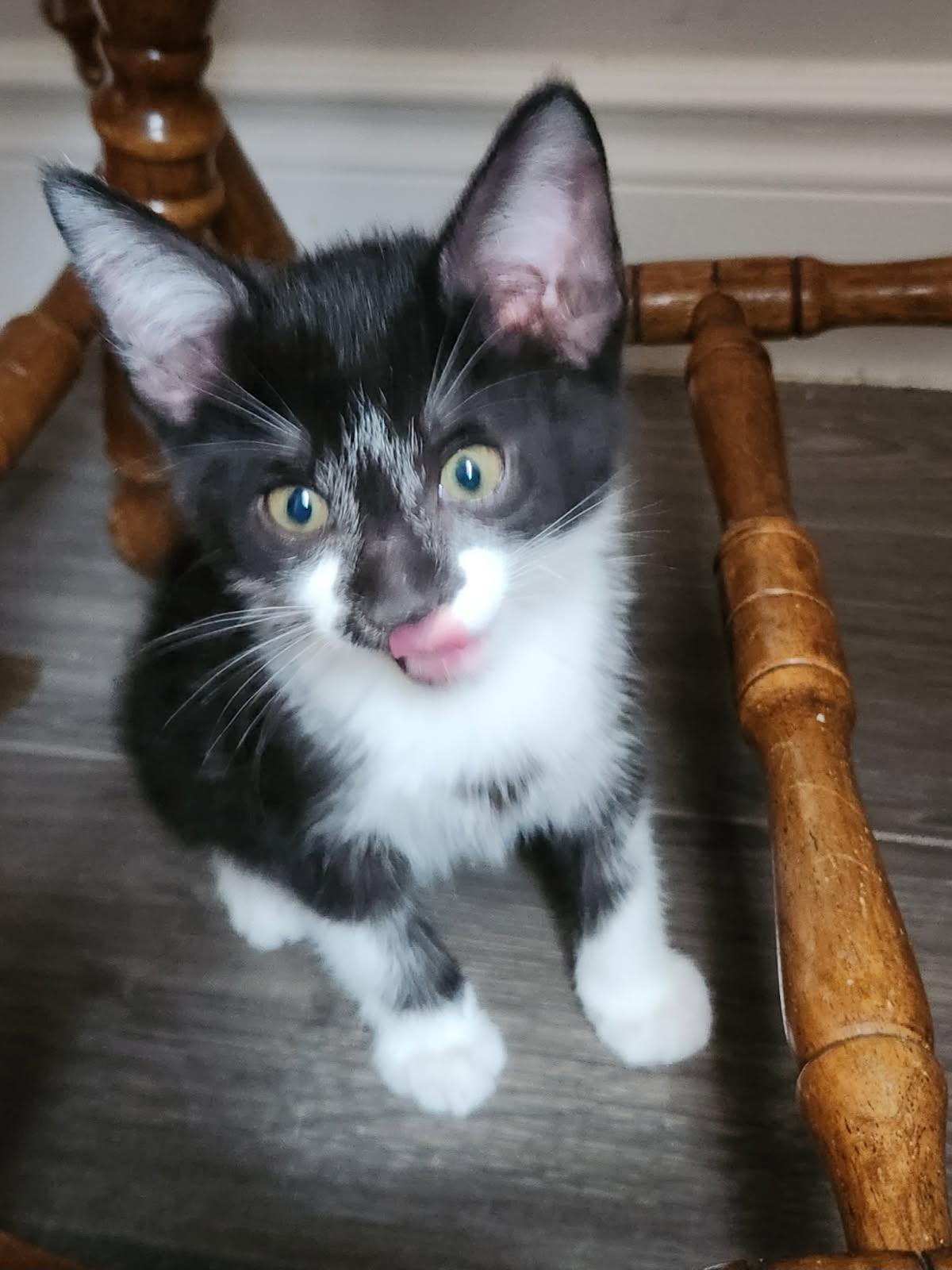Storm 10weeks, an adopted Tuxedo in London, ON image 2/4