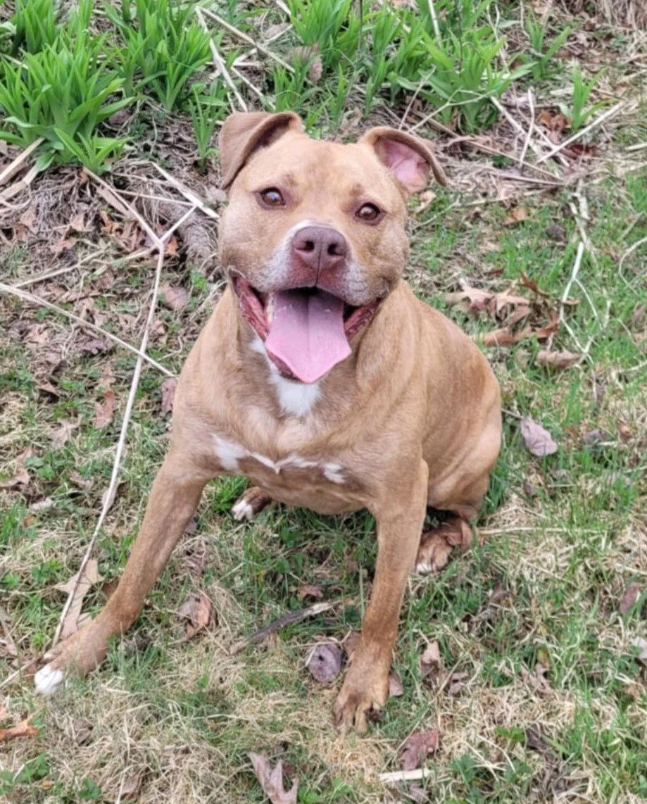 Enlarge Frankie, a Adoptable American Staffordshire Terrier in Spotsylvania, VA image 1/6