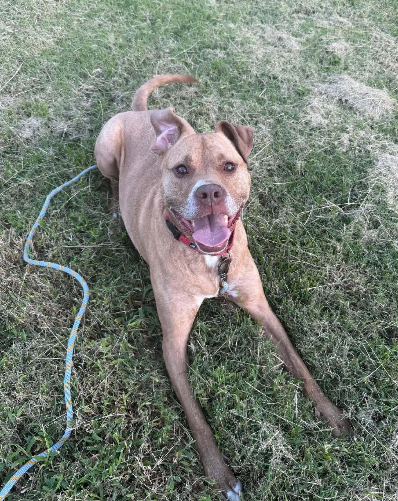 Enlarge Frankie, a Adoptable American Staffordshire Terrier in Spotsylvania, VA image 1/3