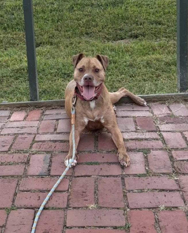 Enlarge Frankie, a Adoptable American Staffordshire Terrier in Spotsylvania, VA image 2/3