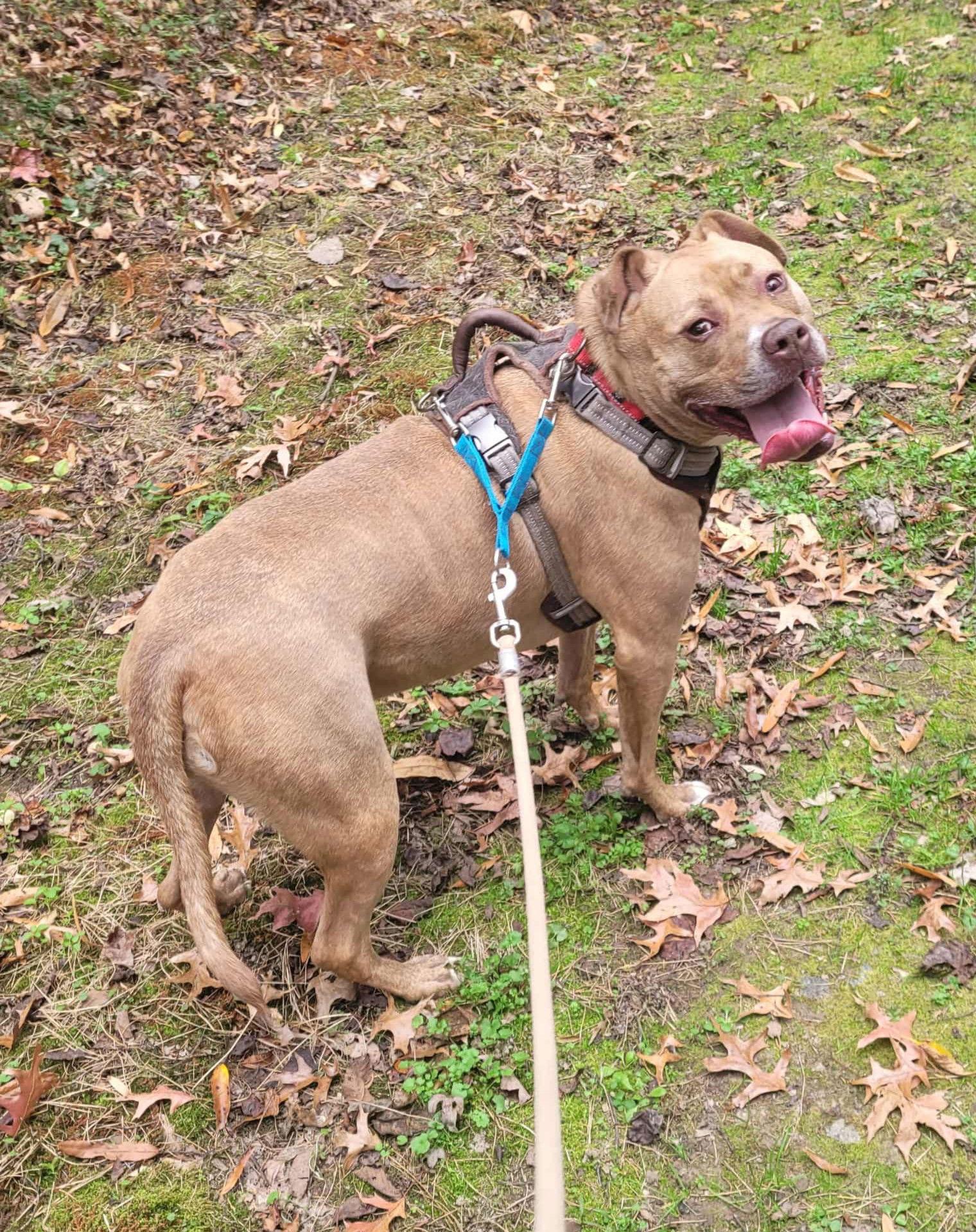 Enlarge Frankie, a Adoptable American Staffordshire Terrier in Spotsylvania, VA image 3/6