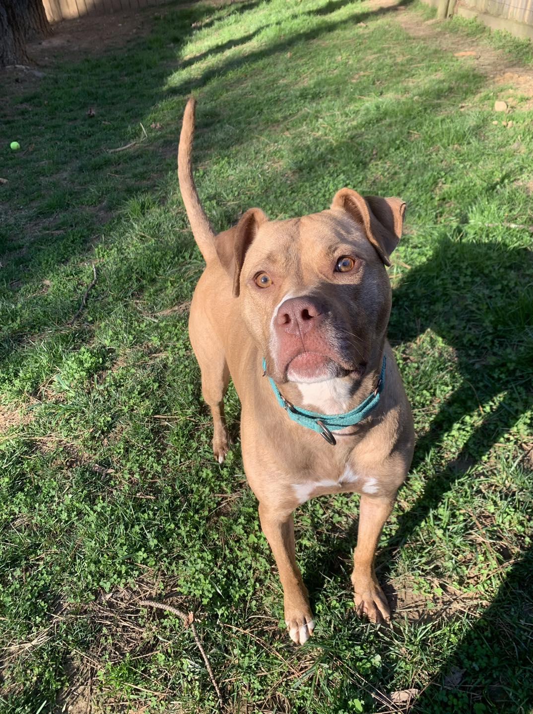 Enlarge Frankie, a Adoptable American Staffordshire Terrier in Spotsylvania, VA image 3/3