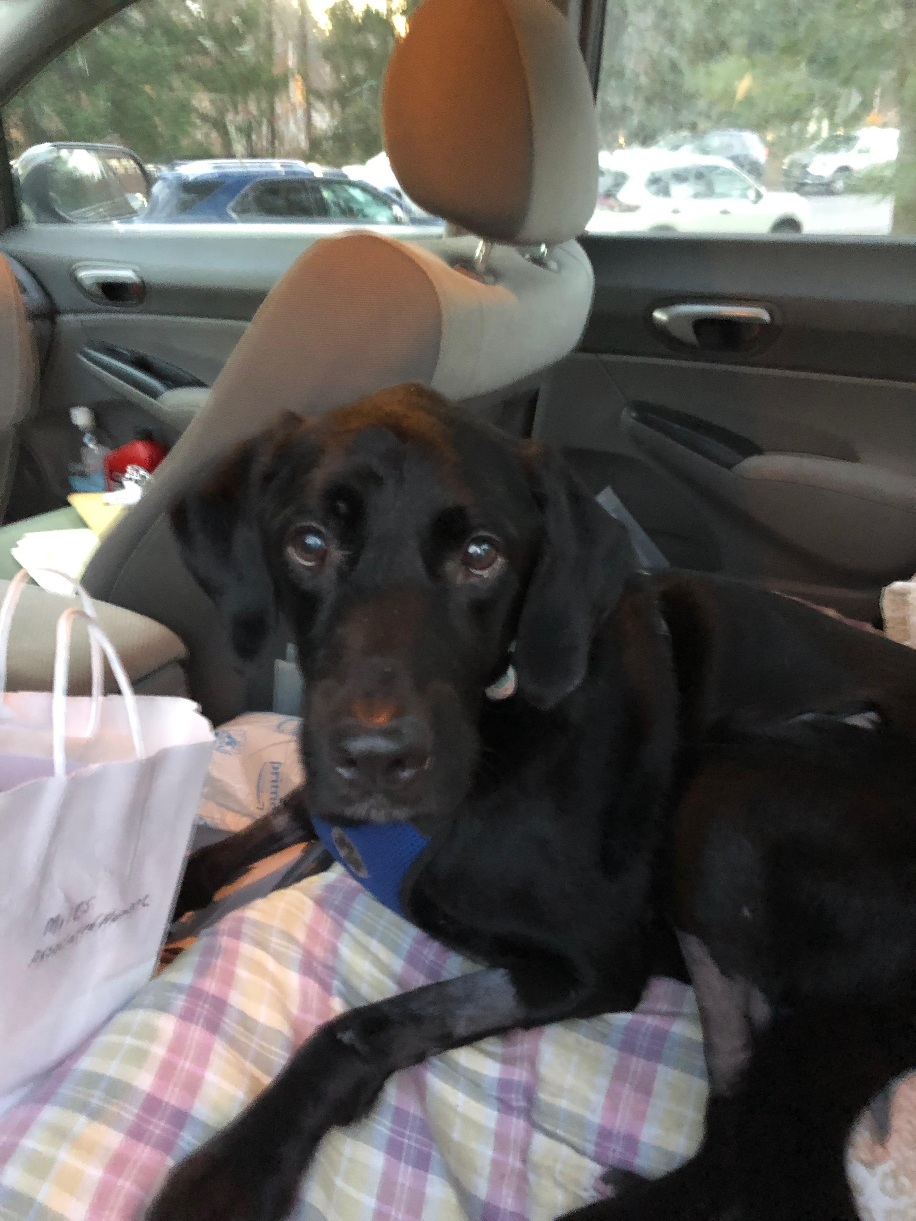Enlarge Miles, a Adoptable Labrador Retriever in Hewitt, NJ image 1/6
