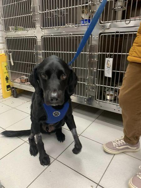 Enlarge Miles, a Adoptable Labrador Retriever in Hewitt, NJ image 3/6