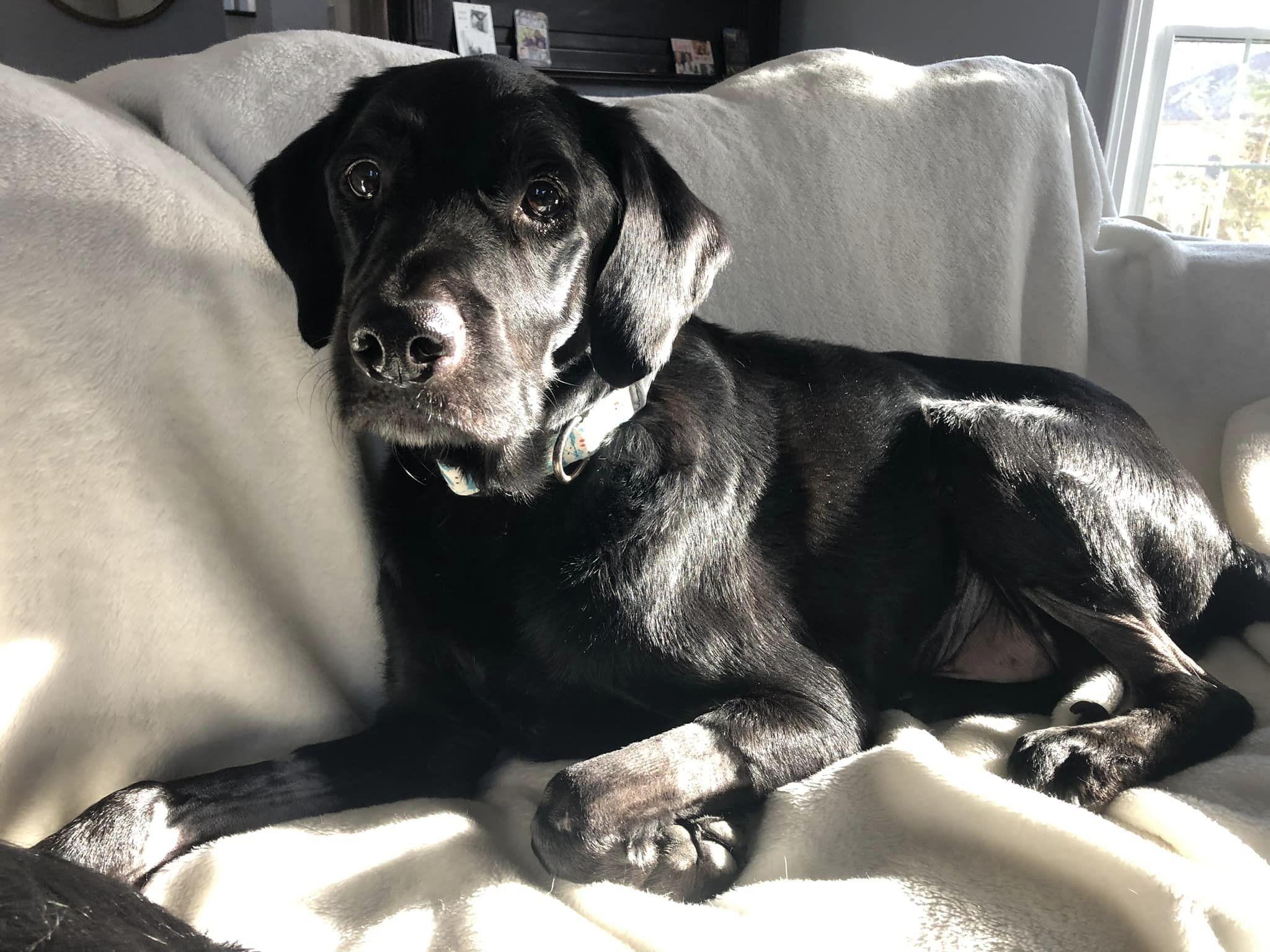 Enlarge Miles, a Adoptable Labrador Retriever in Hewitt, NJ image 4/6