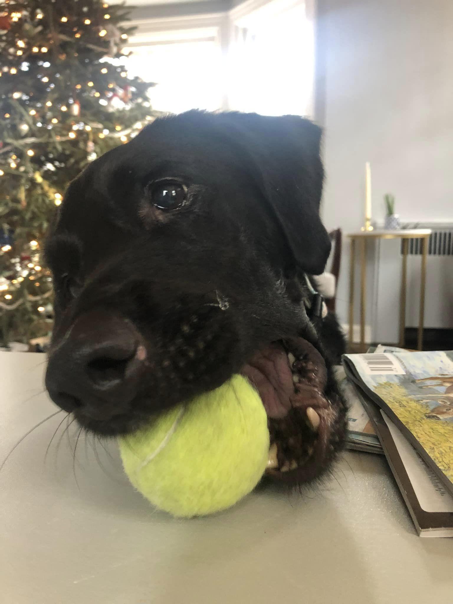 Enlarge Miles, a Adoptable Labrador Retriever in Hewitt, NJ image 5/6