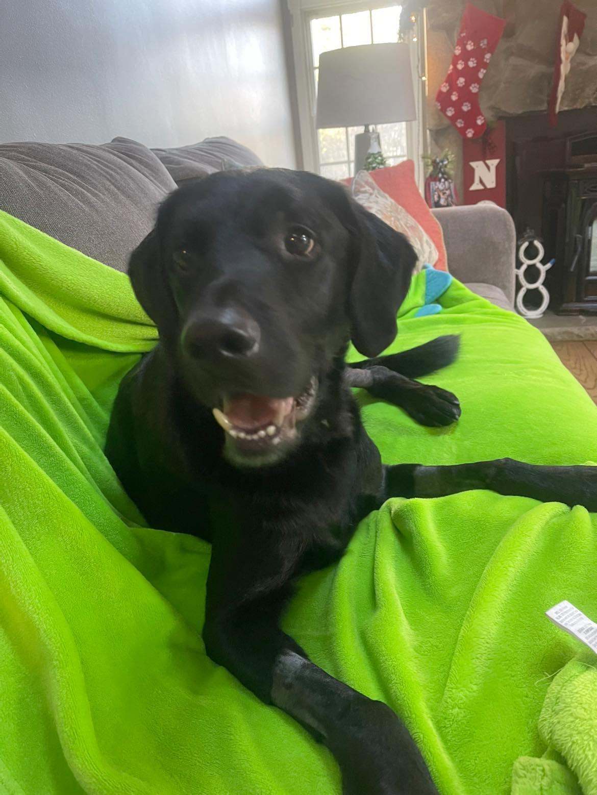 Enlarge Miles, a Adoptable Labrador Retriever in Hewitt, NJ image 6/6