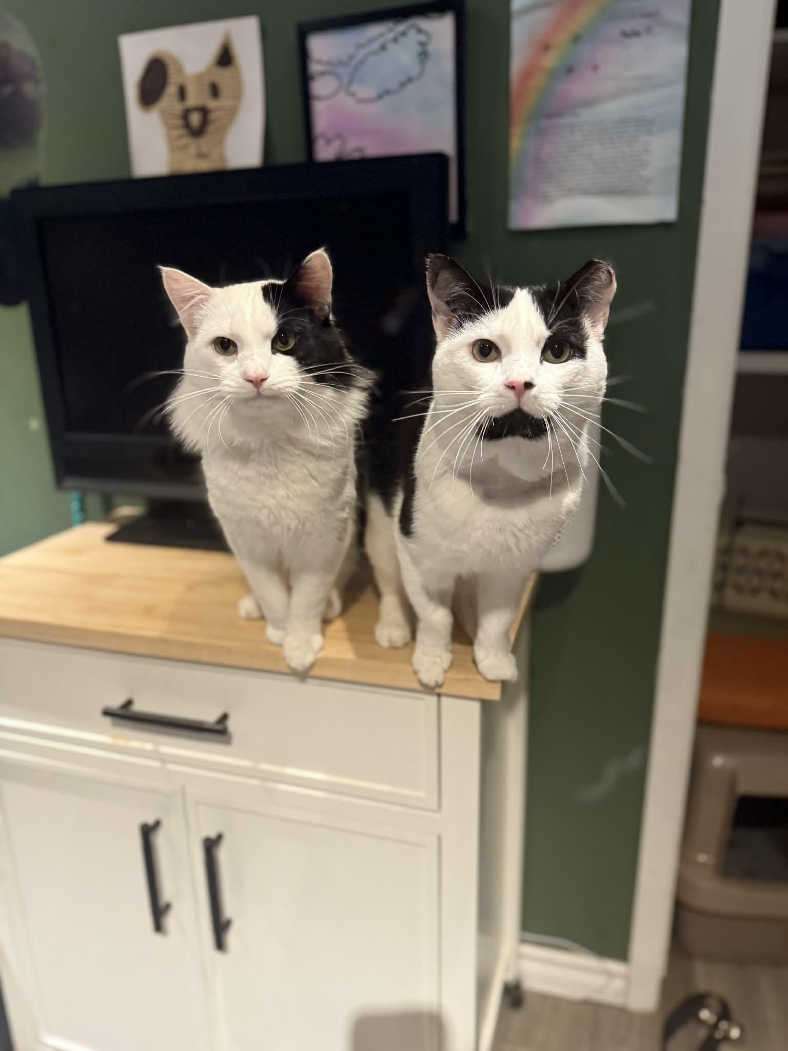 Phantom, a ADOPTABLE Domestic Short Hair in Winnipeg, MB image 4/5