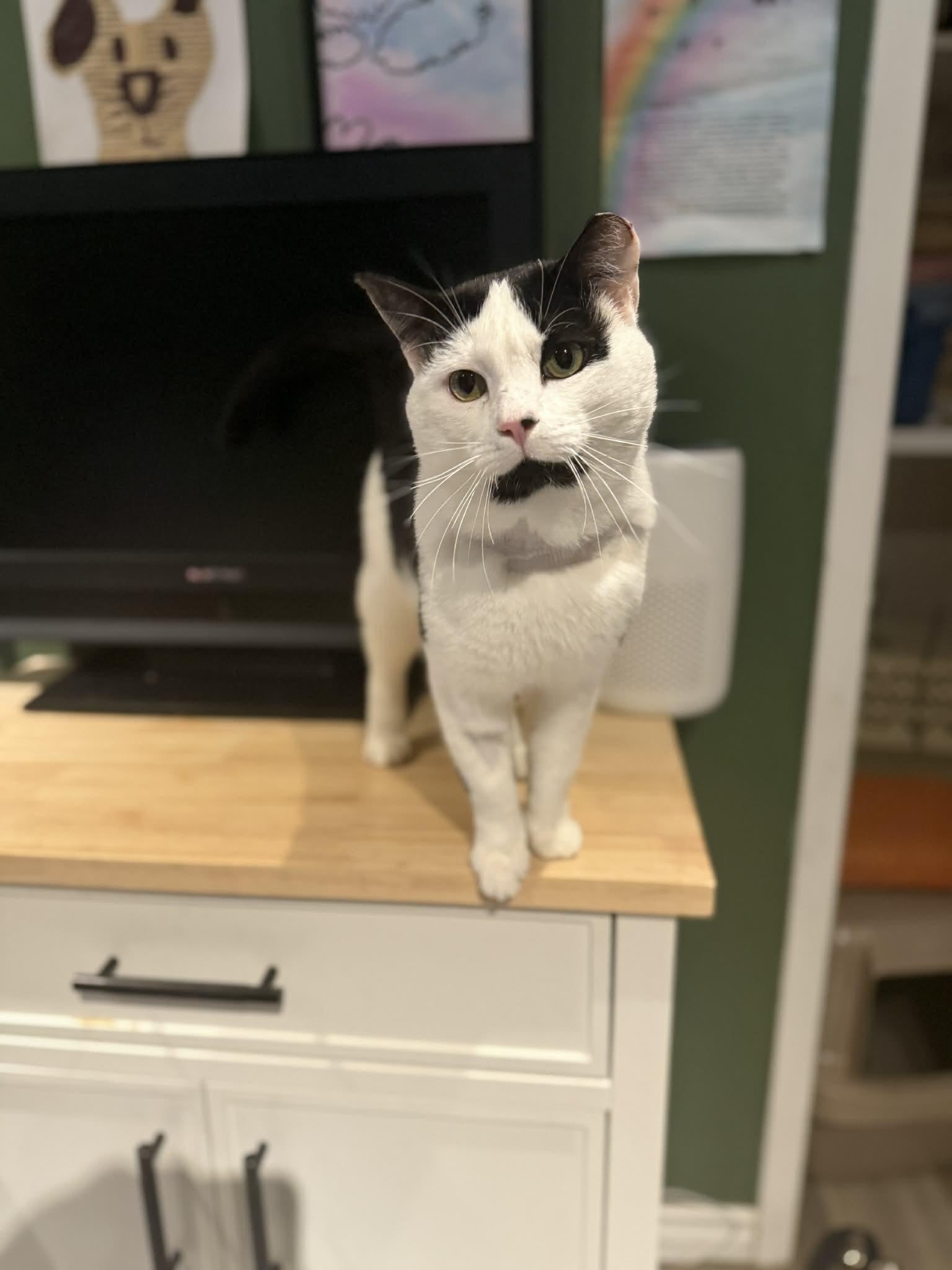 Phantom, a ADOPTABLE Domestic Short Hair in Winnipeg, MB image 2/5