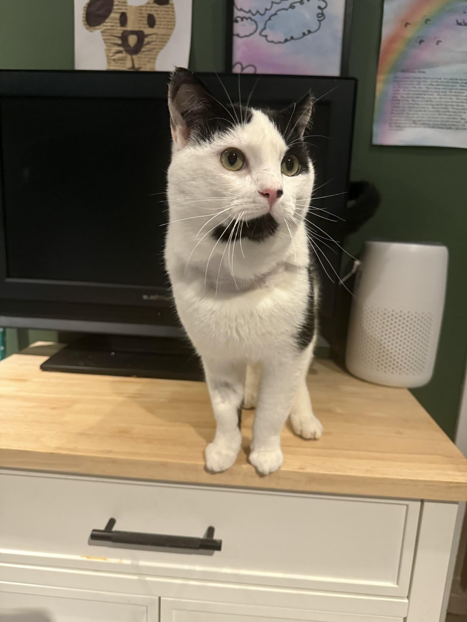 Phantom, a ADOPTABLE Domestic Short Hair in Winnipeg, MB image 3/5