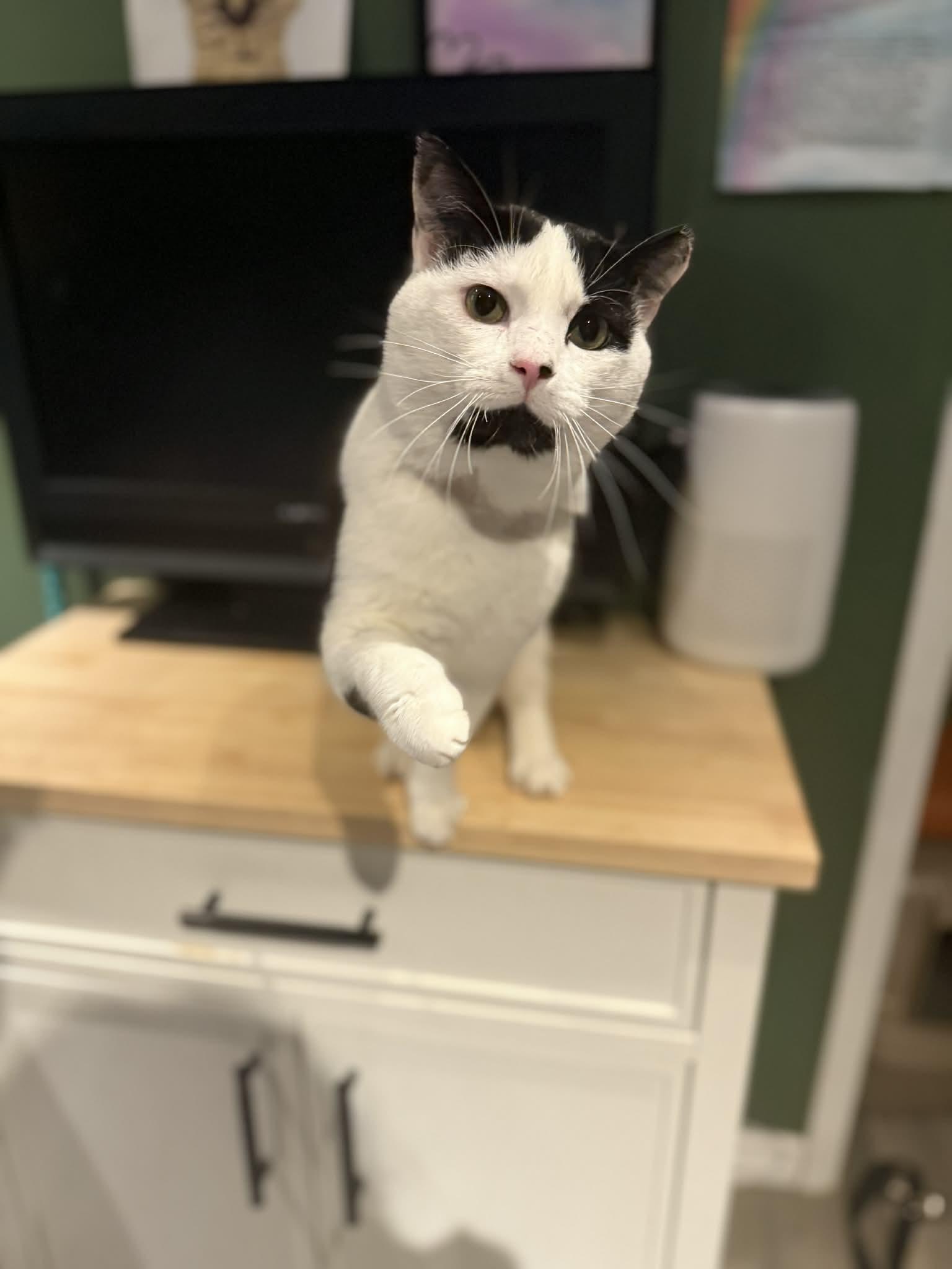 Phantom, ADOPTABLE, Adult Male Domestic Short Hair.