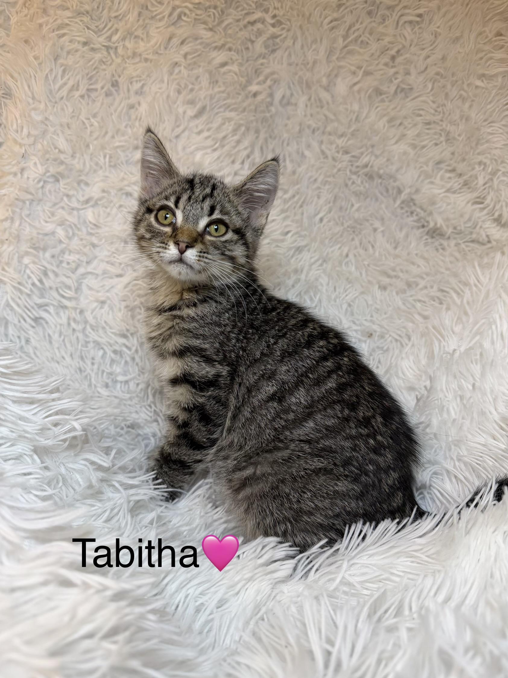 Tabitha, a ADOPTABLE Tabby in Copley, OH image 2/2