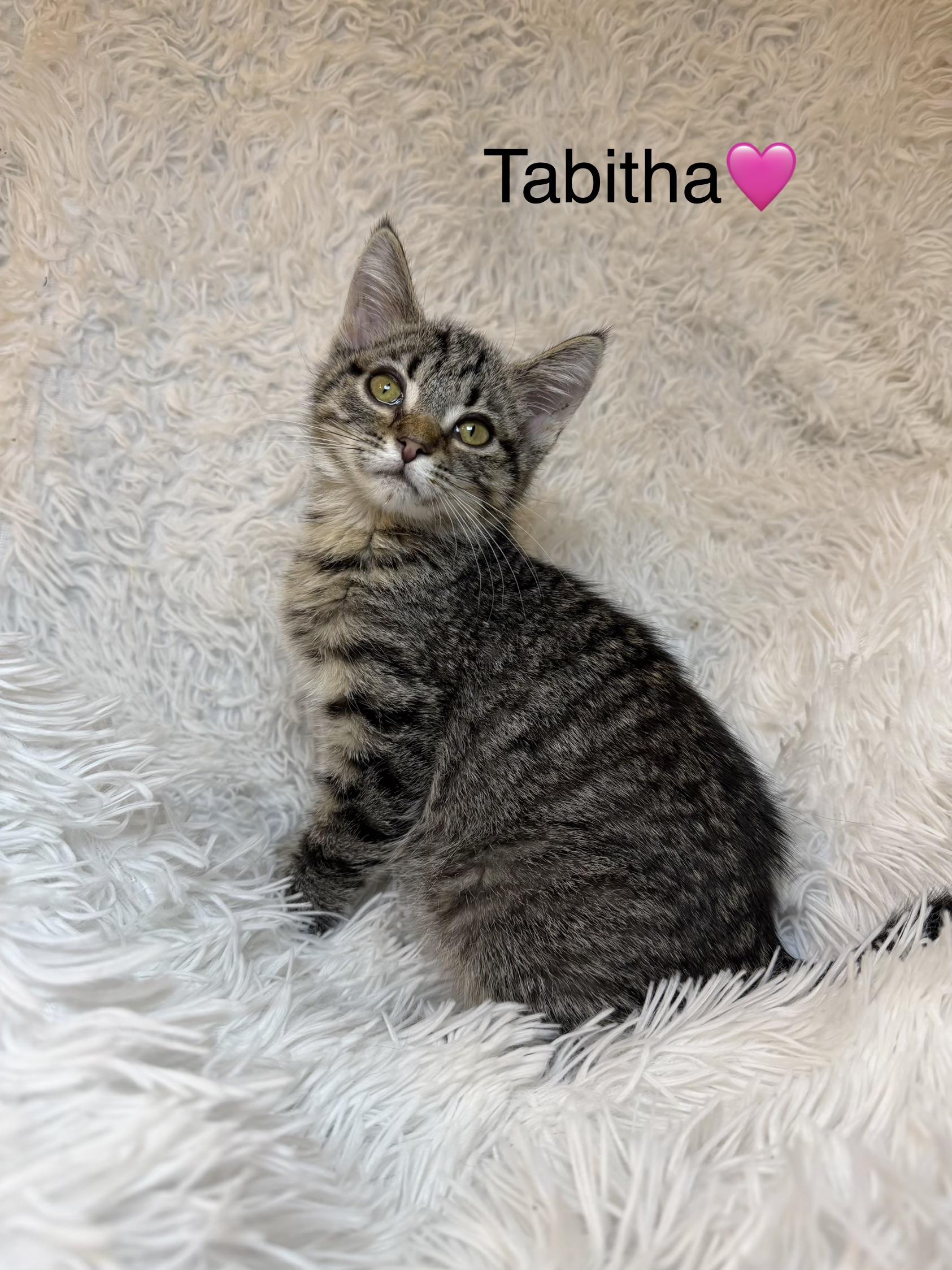 Tabitha, ADOPTABLE, Kitten Female Tabby.