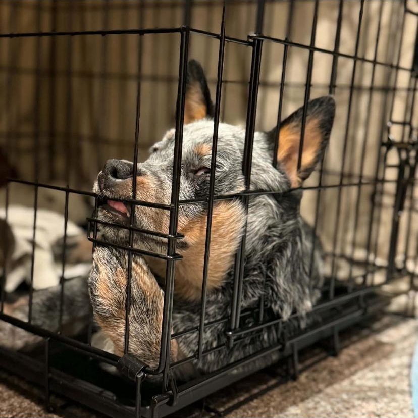 Enlarge Wally, a Adoptable Australian Cattle Dog / Blue Heeler in Philadelphia, PA image 4/6