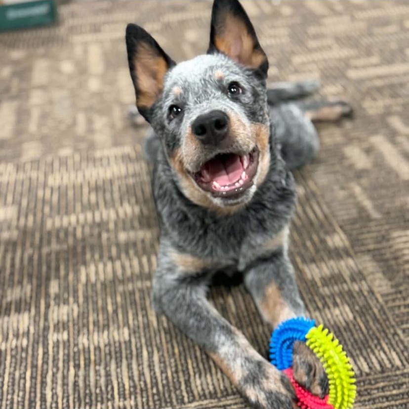 Enlarge Wally, a Adoptable Australian Cattle Dog / Blue Heeler in Philadelphia, PA image 5/6