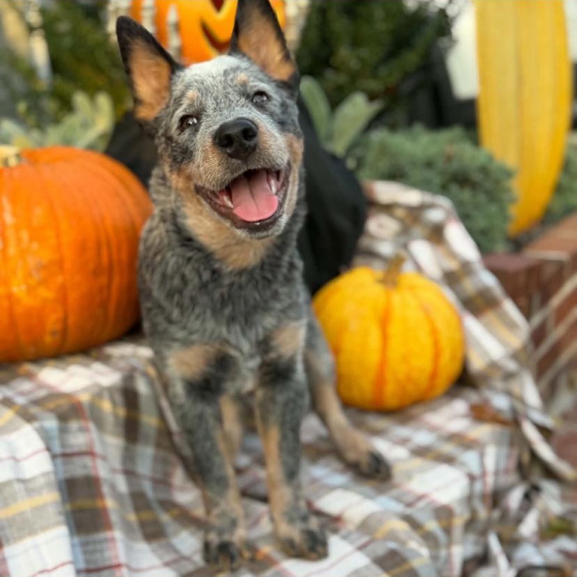 Enlarge Wally, a Adoptable Australian Cattle Dog / Blue Heeler in Philadelphia, PA image 1/6