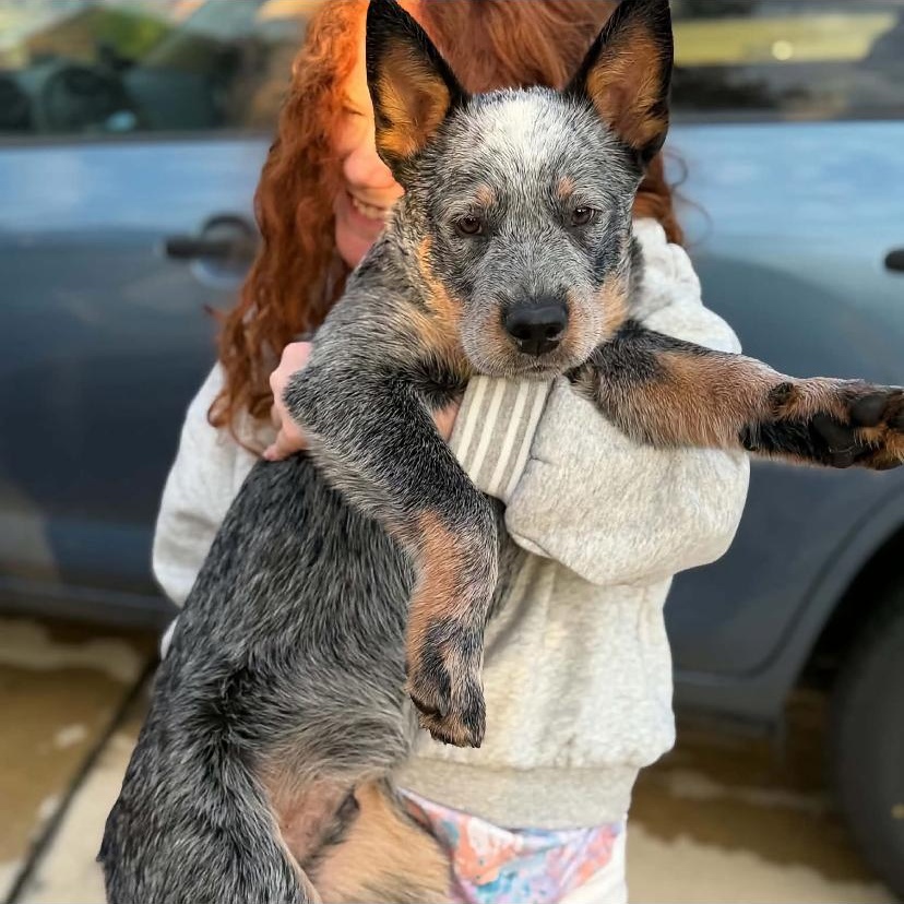 Enlarge Wally, a Adoptable Australian Cattle Dog / Blue Heeler in Philadelphia, PA image 6/6