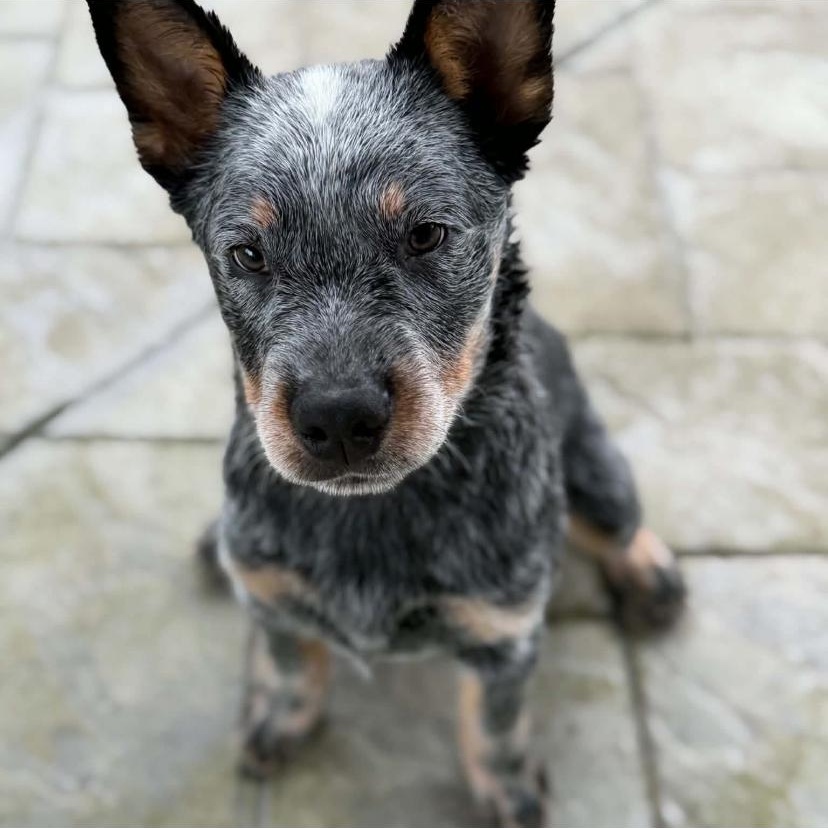 Enlarge Wally, a Adoptable Australian Cattle Dog / Blue Heeler in Philadelphia, PA image 2/6