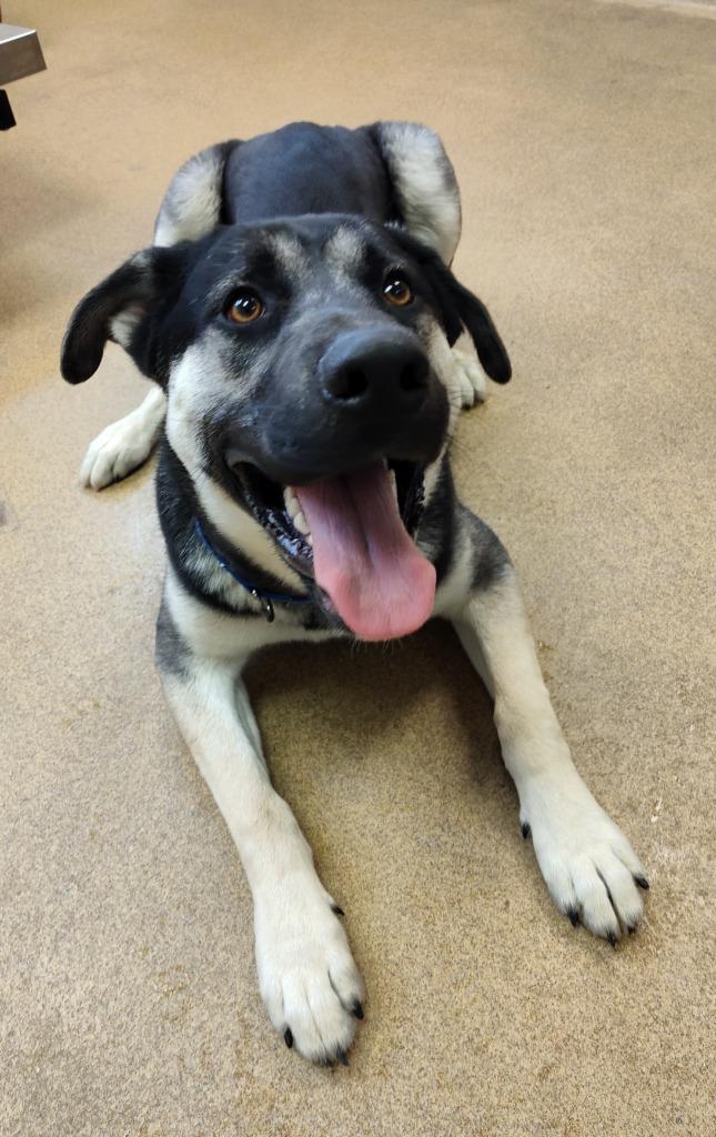 Enlarge Dom, a Adoptable mixed breed in Grand Forks, ND image 1/1