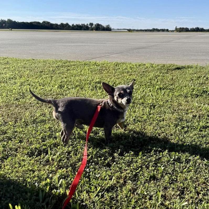 Enlarge Dusty Rue, a Adopted Chihuahua in Garner, NC image 2/3