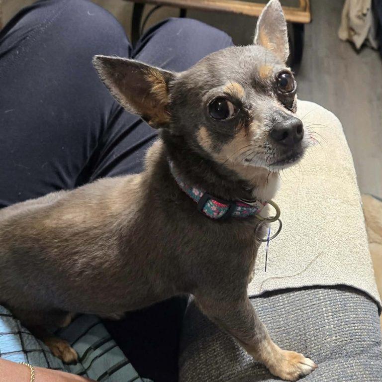 Enlarge Dusty Rue, a Adopted Chihuahua in Garner, NC image 3/3