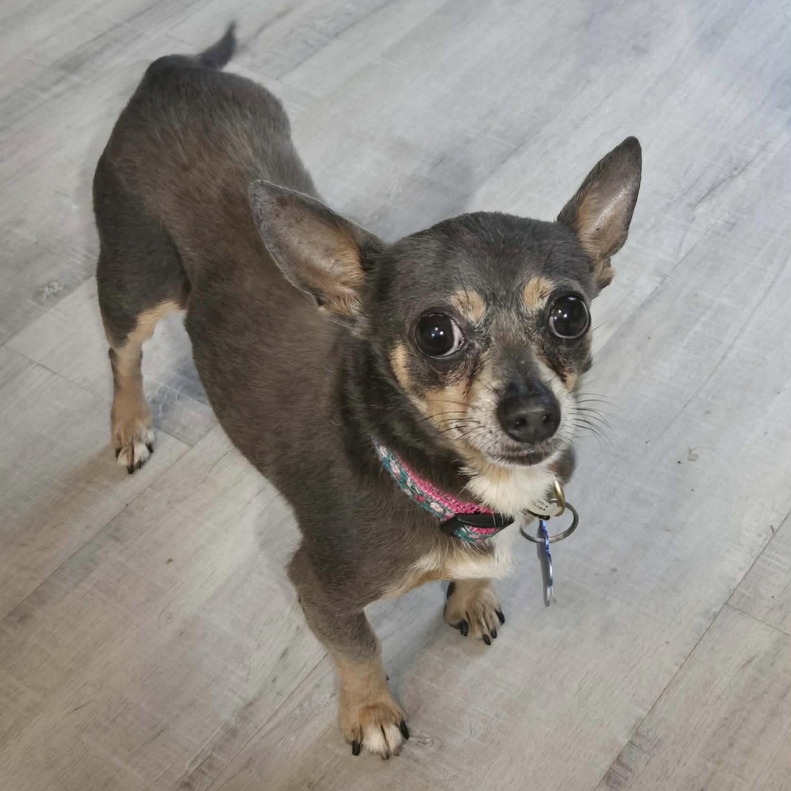 Dusty Rue, Adopted, Senior Male Chihuahua.