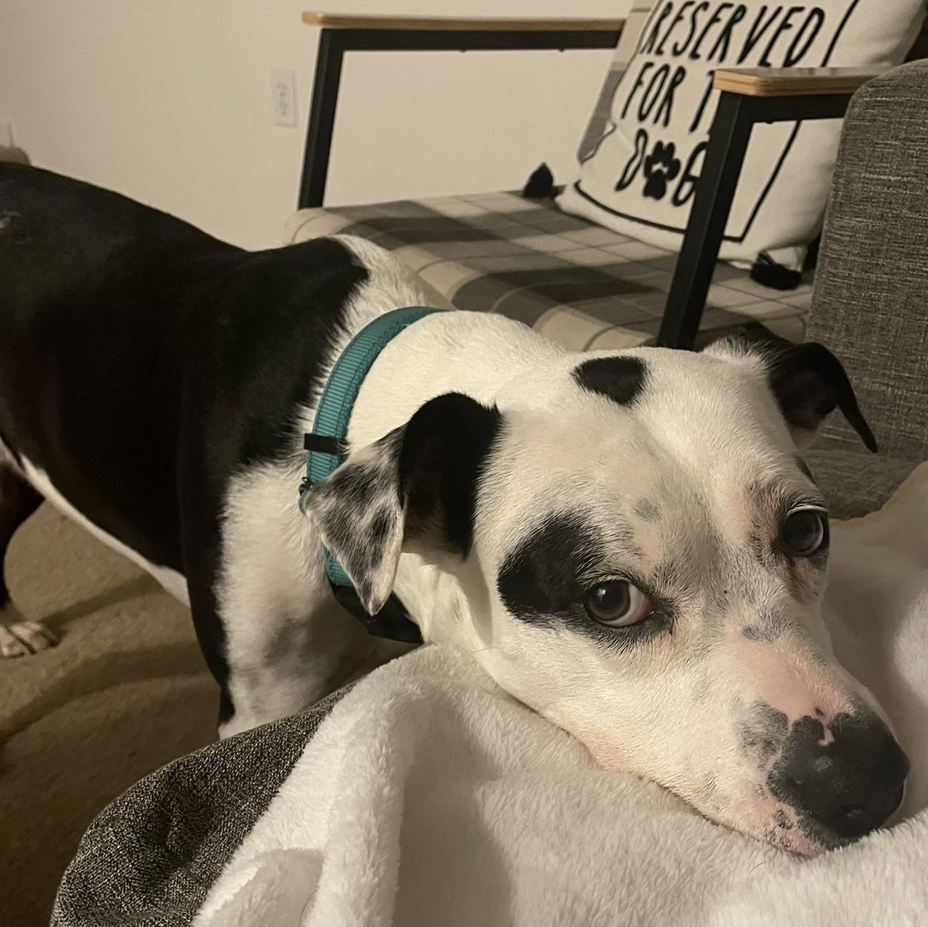 Maize, Adoptable, Adult Female Mixed Breed & Boxer.