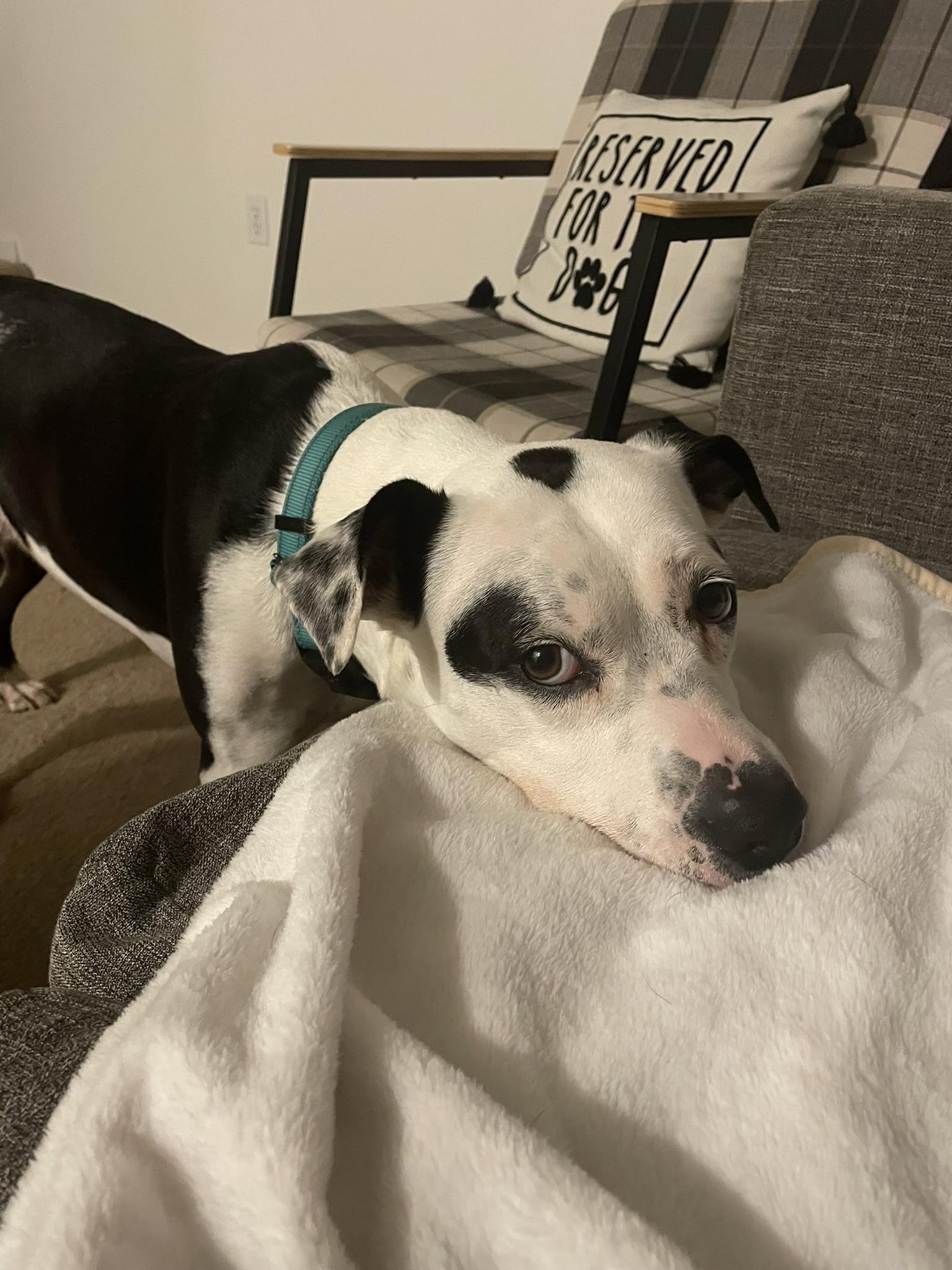 Enlarge Maize, a Adoptable mixed breed in Blacksburg, VA image 3/6