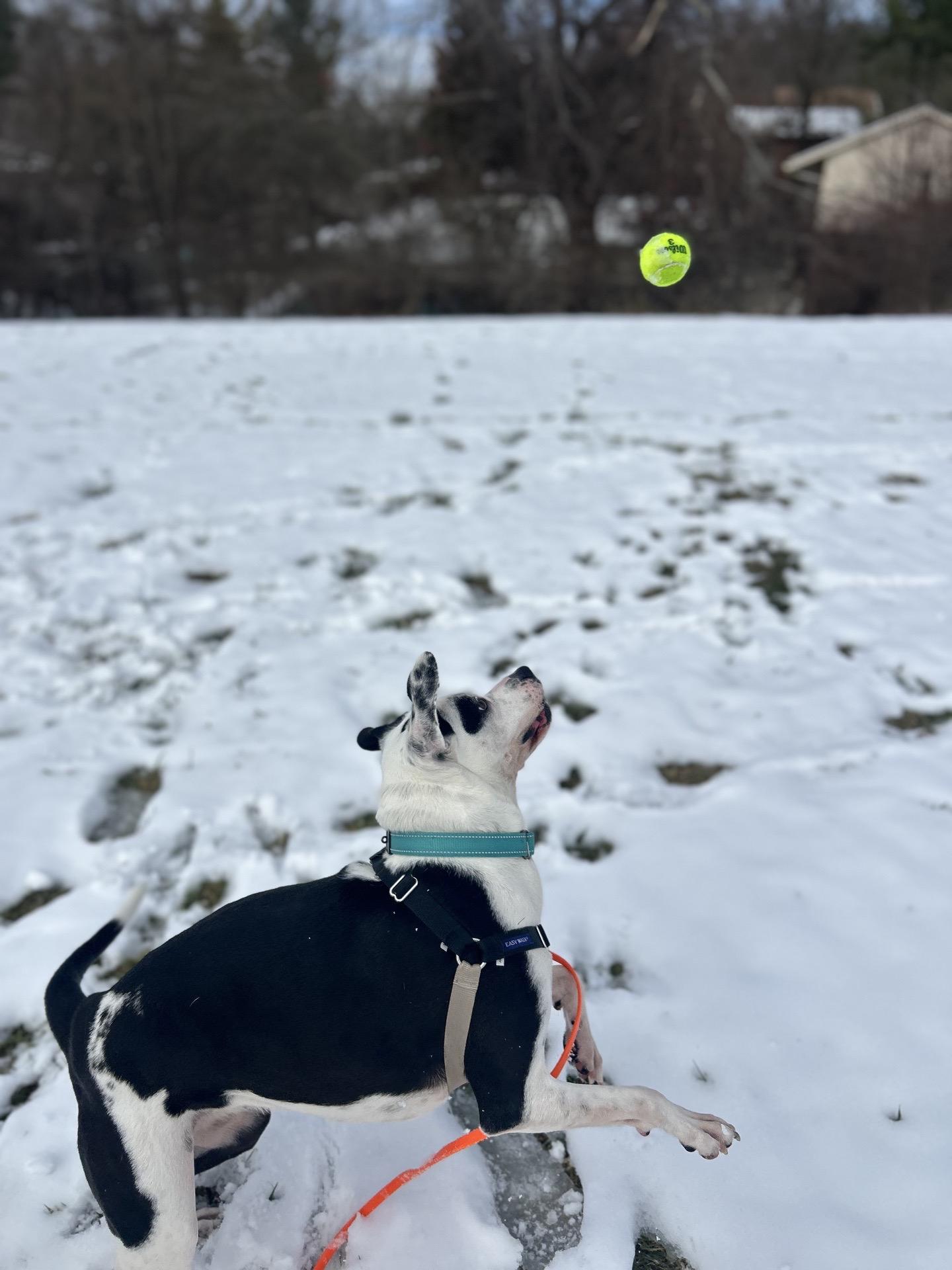 Enlarge Maize, a Adoptable mixed breed in Blacksburg, VA image 1/6