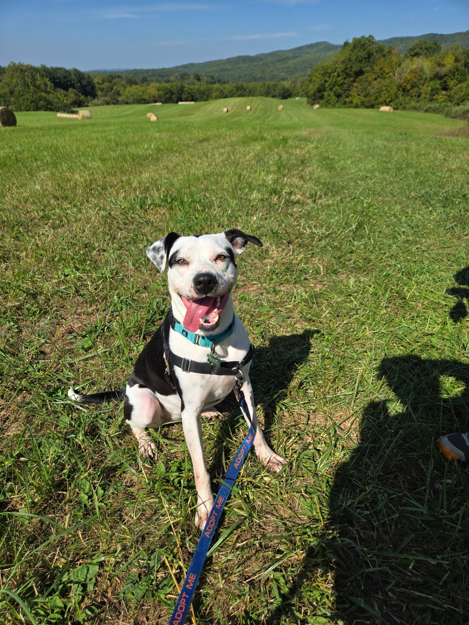 Enlarge Maize, a Adoptable mixed breed in Blacksburg, VA image 5/6