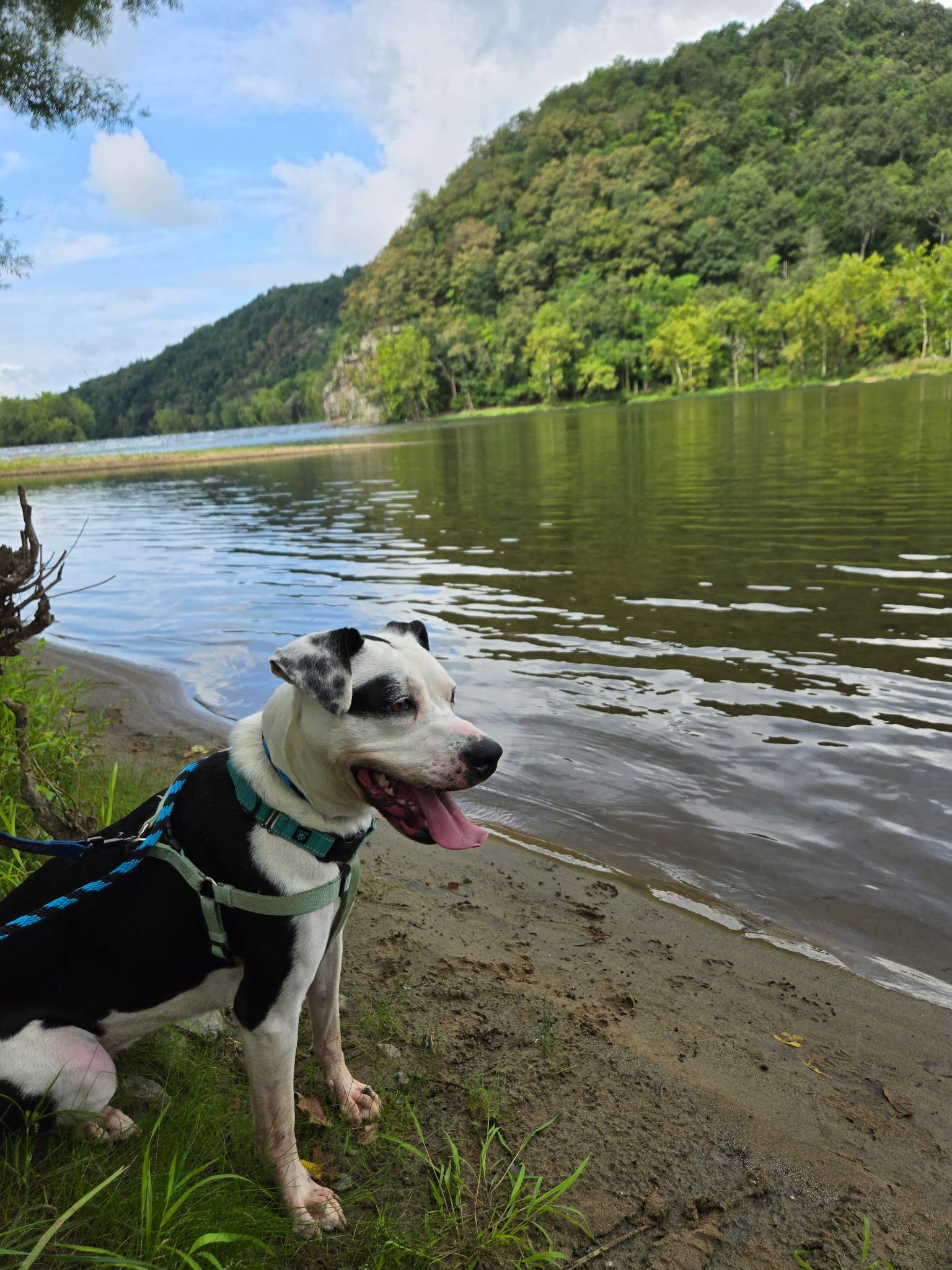 Enlarge Maize, a Adoptable mixed breed in Blacksburg, VA image 6/6