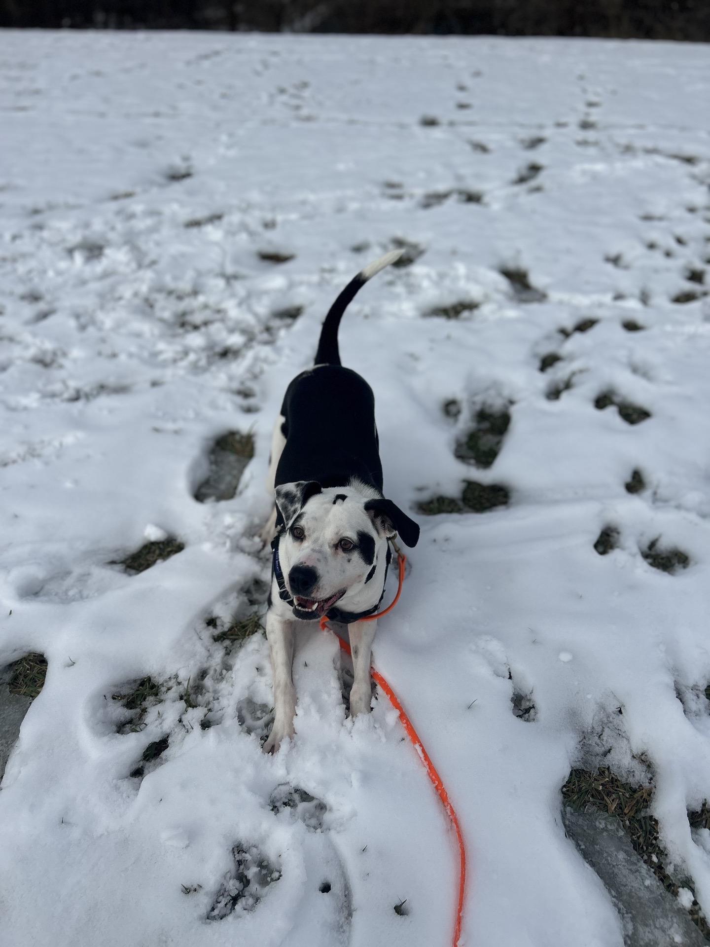 Enlarge Maize, a Adoptable mixed breed in Blacksburg, VA image 2/6