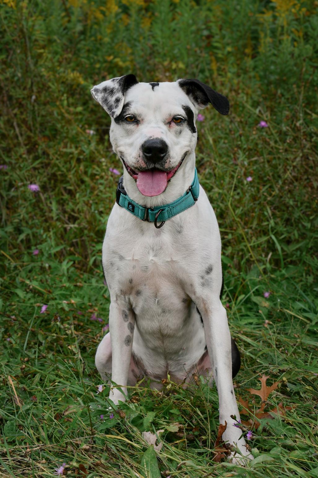 Enlarge Maize, a Adoptable mixed breed in Blacksburg, VA image 1/6