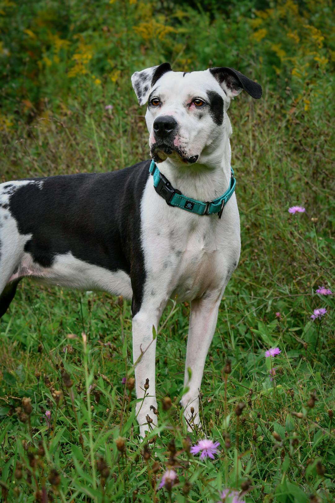 Enlarge Maize, a Adoptable mixed breed in Blacksburg, VA image 4/6