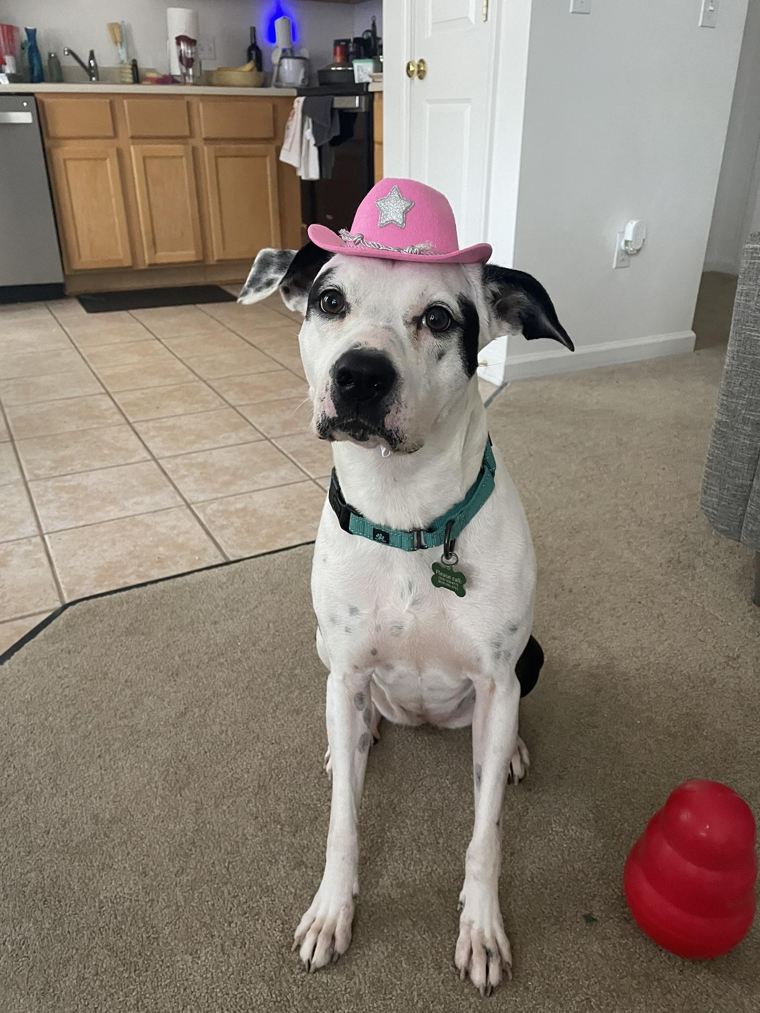 Maize, Adoptable, Adult Female Boxer.